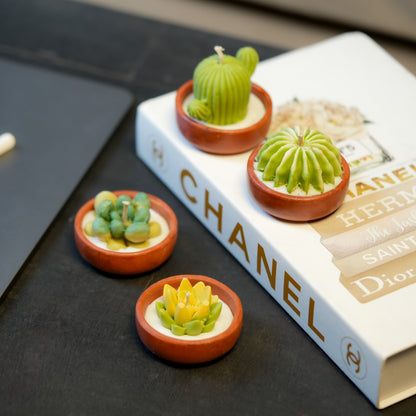 Mini Succulents Terracotta (Set of 4)